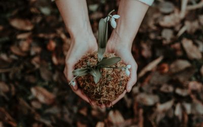 Welcome Spring and Gardening Weather!